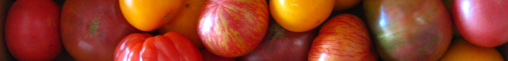 Mixed TomatoBox.JPG (1391774 bytes)