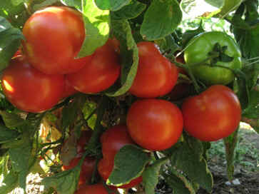 Red Tomatoes.jpg (65543 bytes)